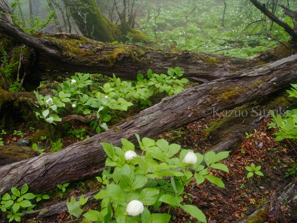 ヤマシャクヤク