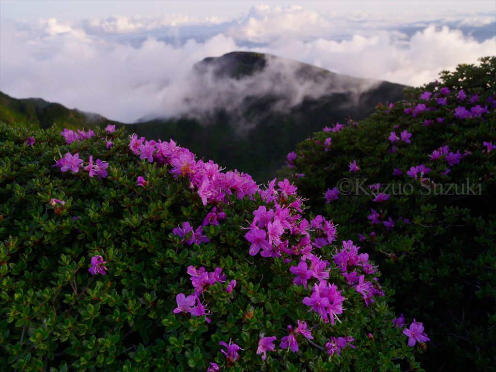 ミヤマキリシマ