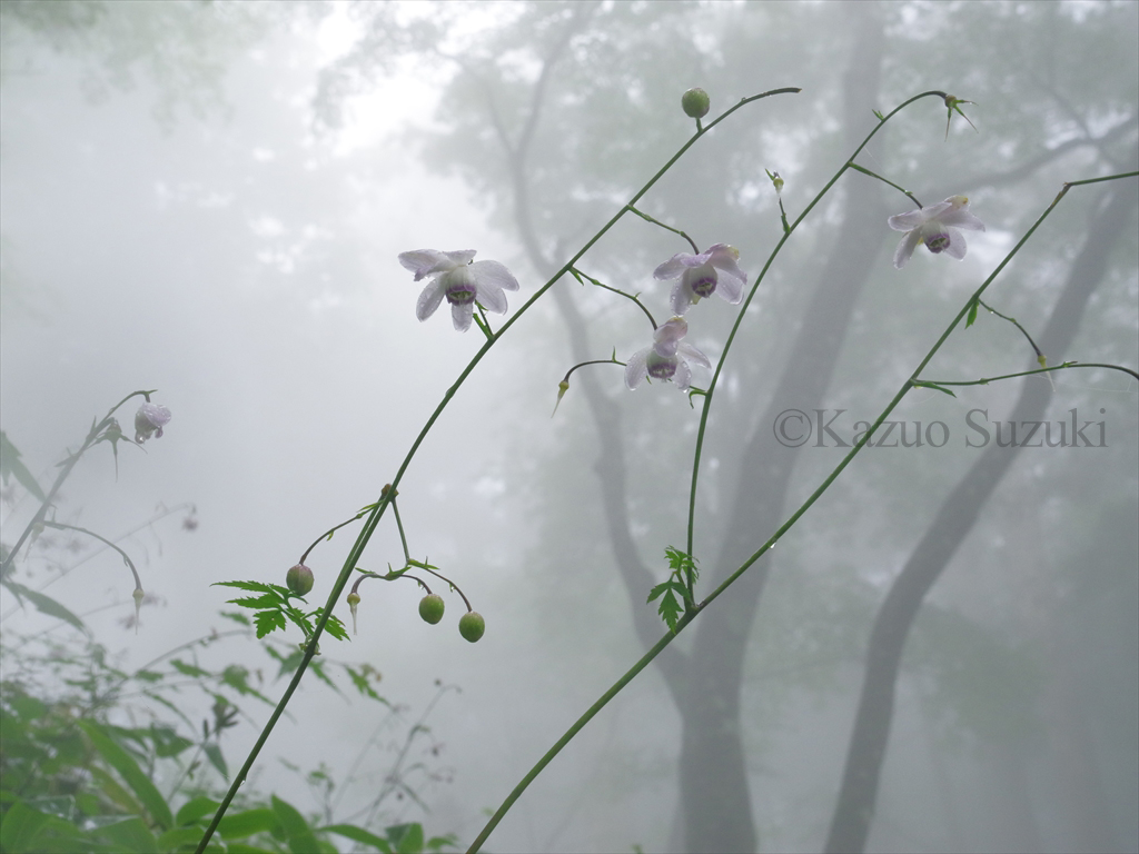 レンゲショウマ