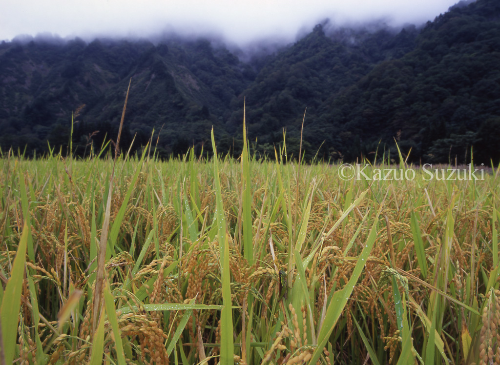 朝食は田んぼで