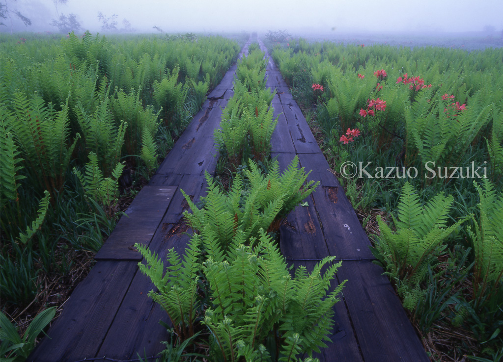 Azalea Blooming Season