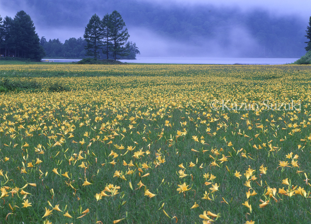 Nikko Daylily Blooming