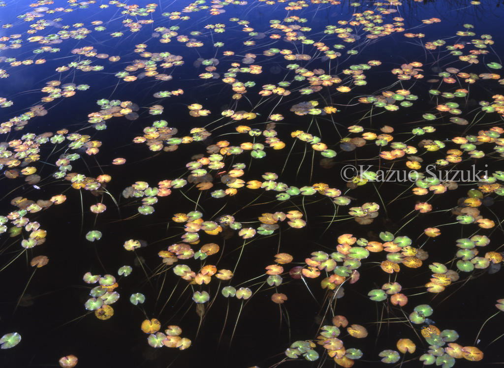 Water Surface Pattern