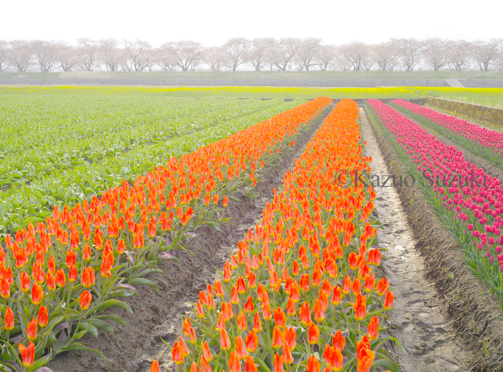 Symphony of Morning Mist