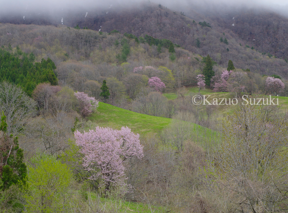 Lively Mountain Slopes