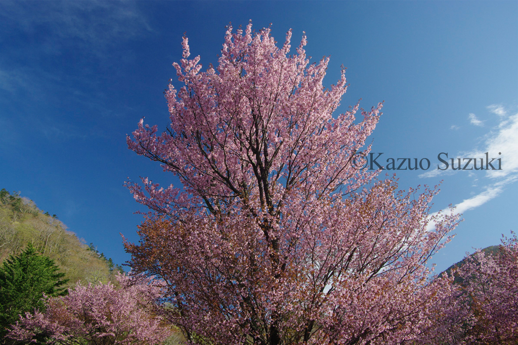 Growing in the North