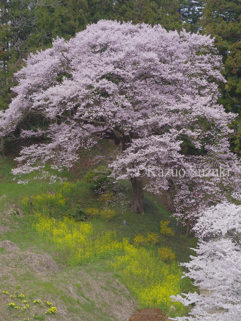 Saitobaru Kofun Group Cherry Blossoms
