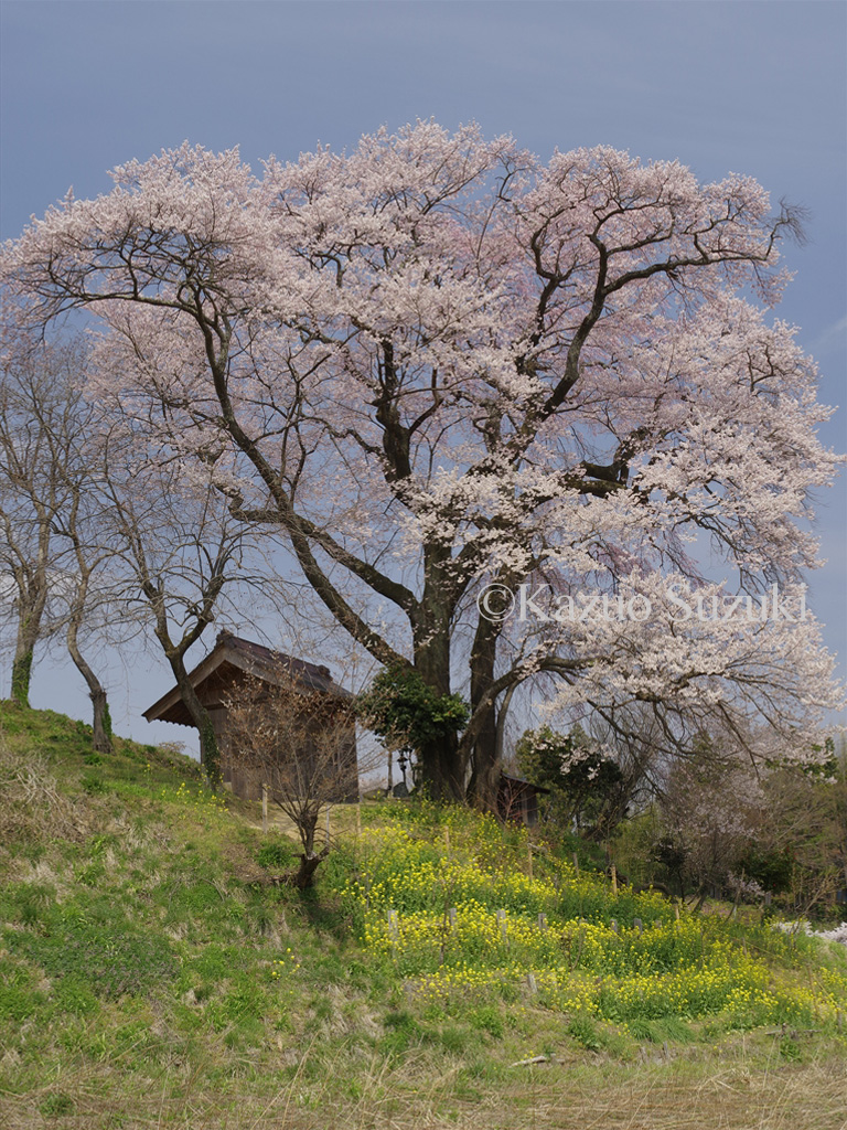 Mikaeri Falls Cherry Blossoms