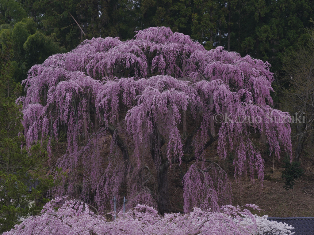 Gravekeeper Cherry Tree