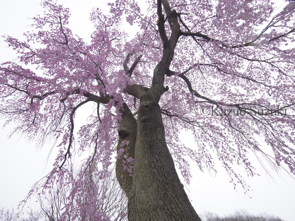 Shionozaki Great Cherry Tree