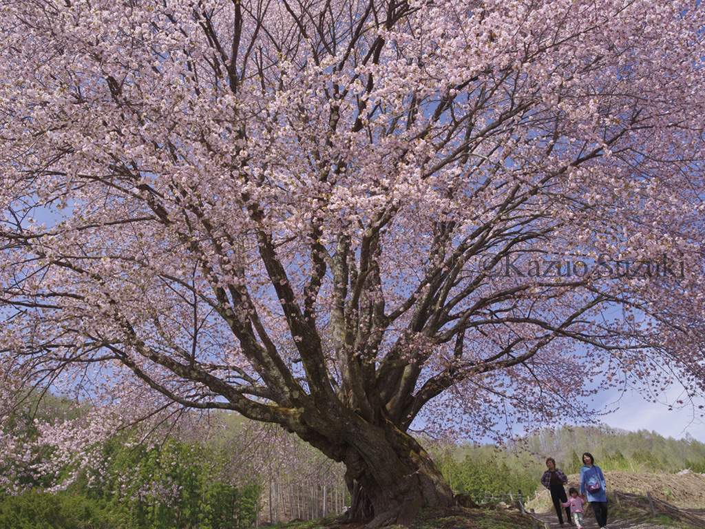 Serigazawa Cherry Blossoms