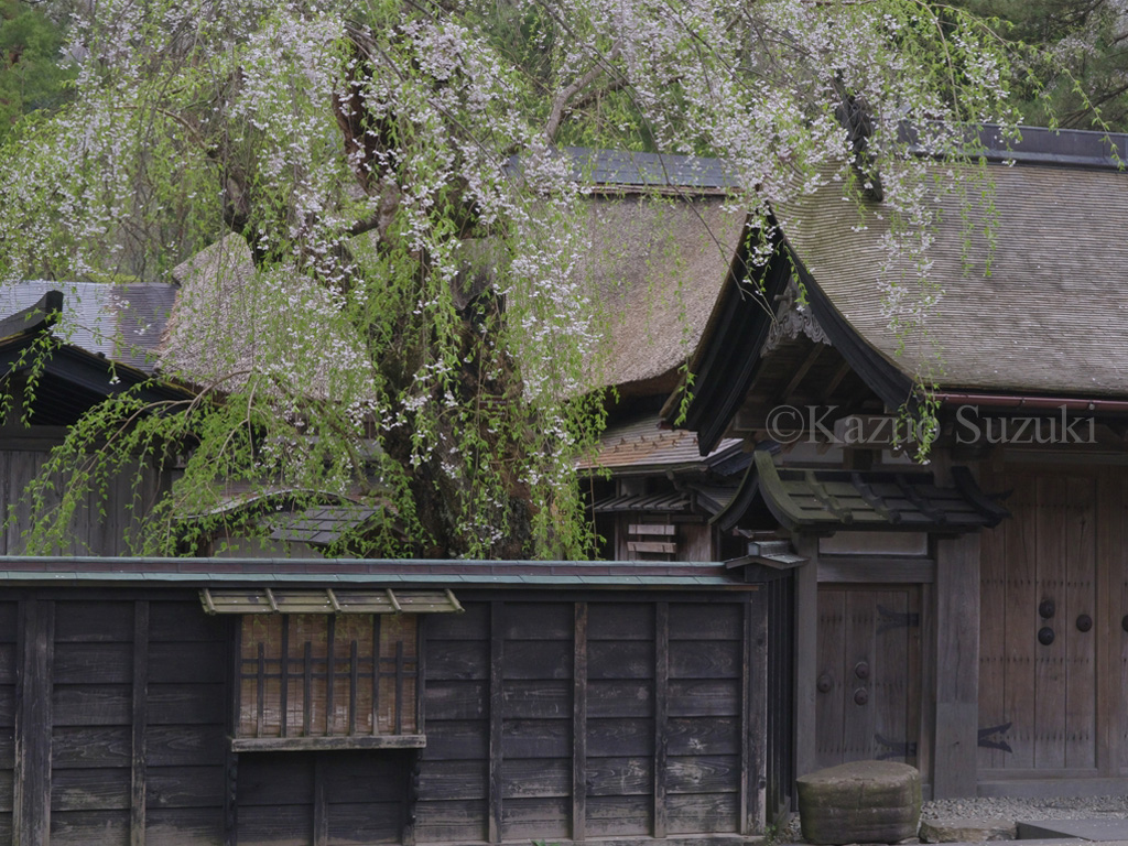 Kassenba Weeping Cherry