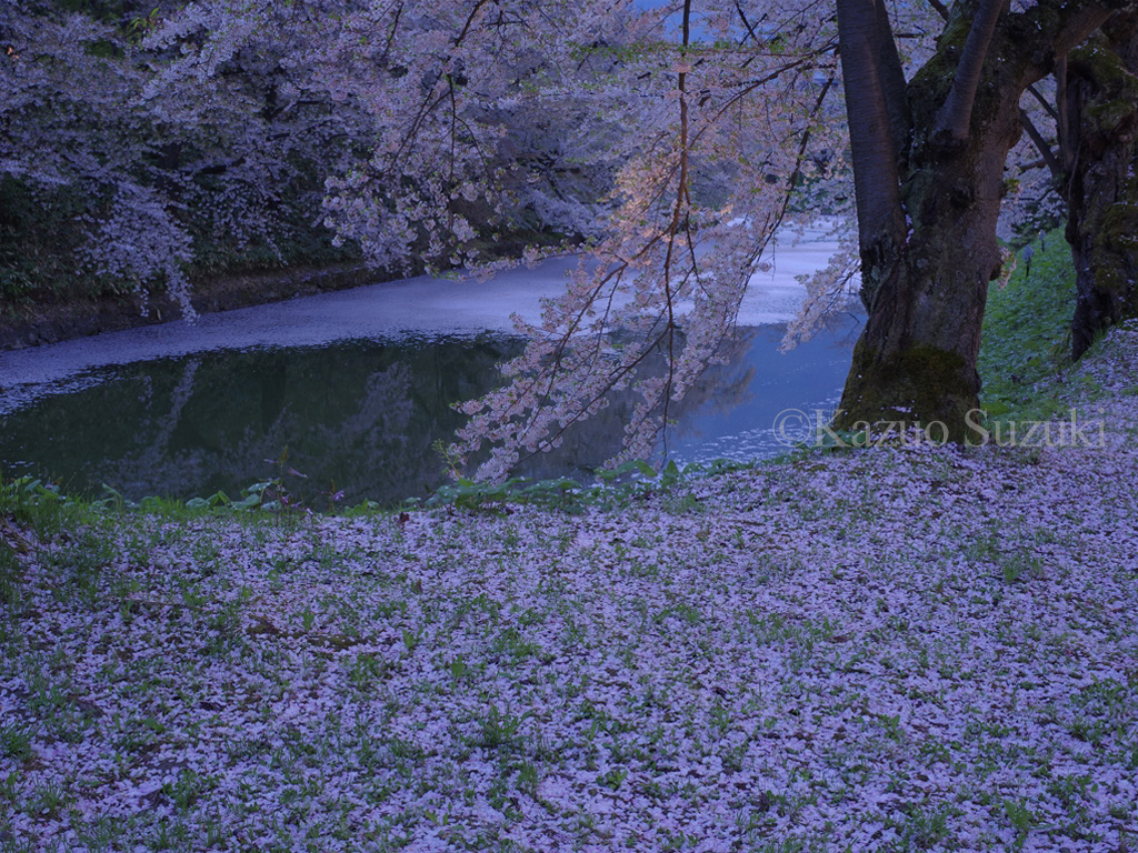 Successor Cherry Tree