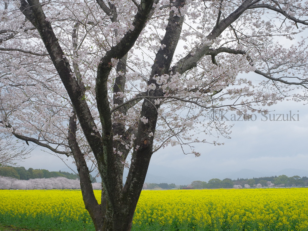 Fukuju-ji Temple Cherry Blossoms