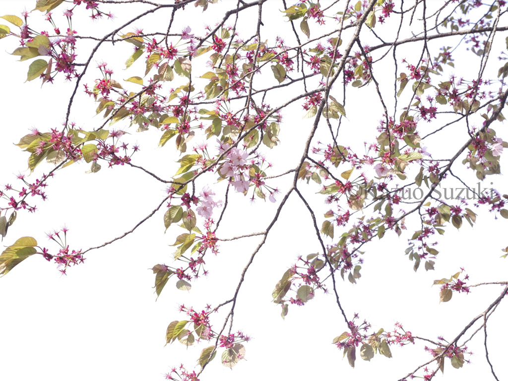 Hokke-ji Crimson Weeping Cherry