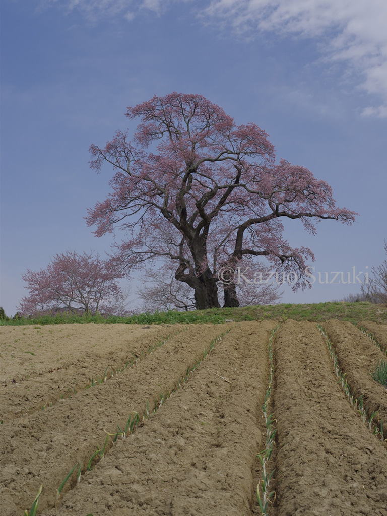 Kakunodate Cherry Blossoms