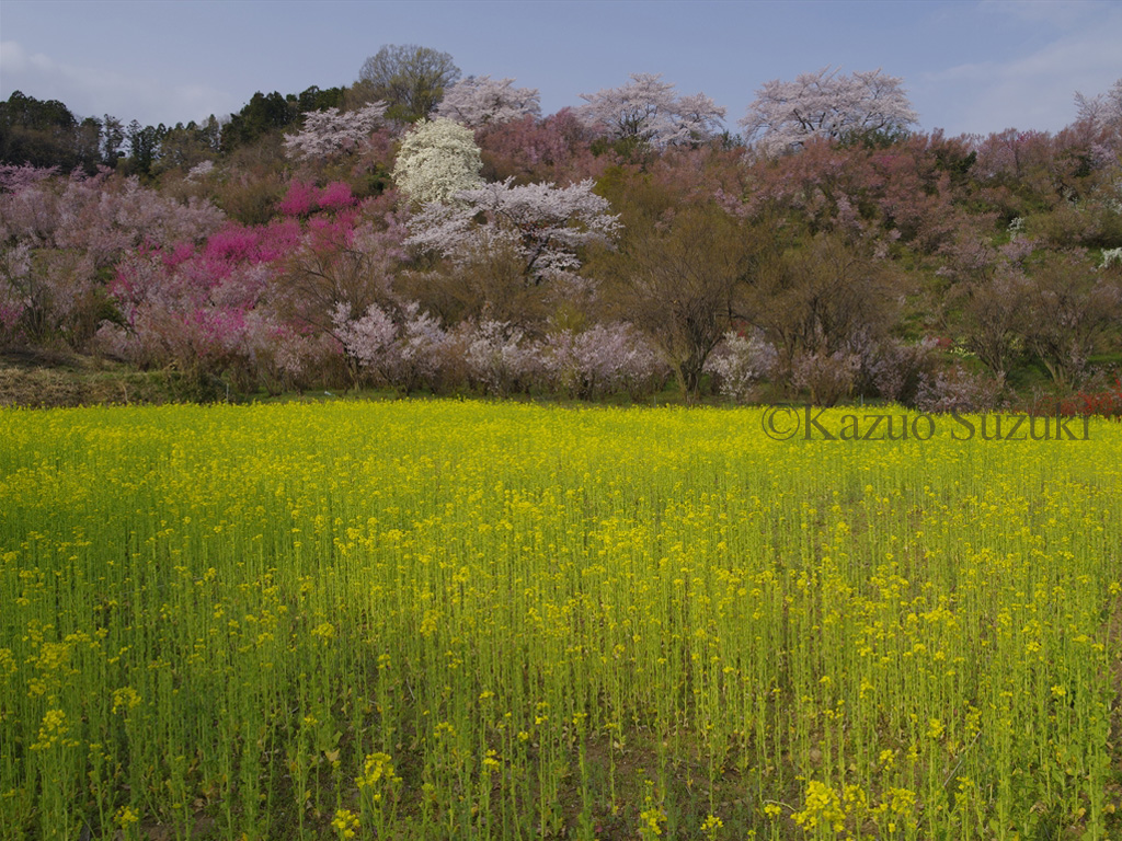 Hirosaki Park Cherry Blossoms