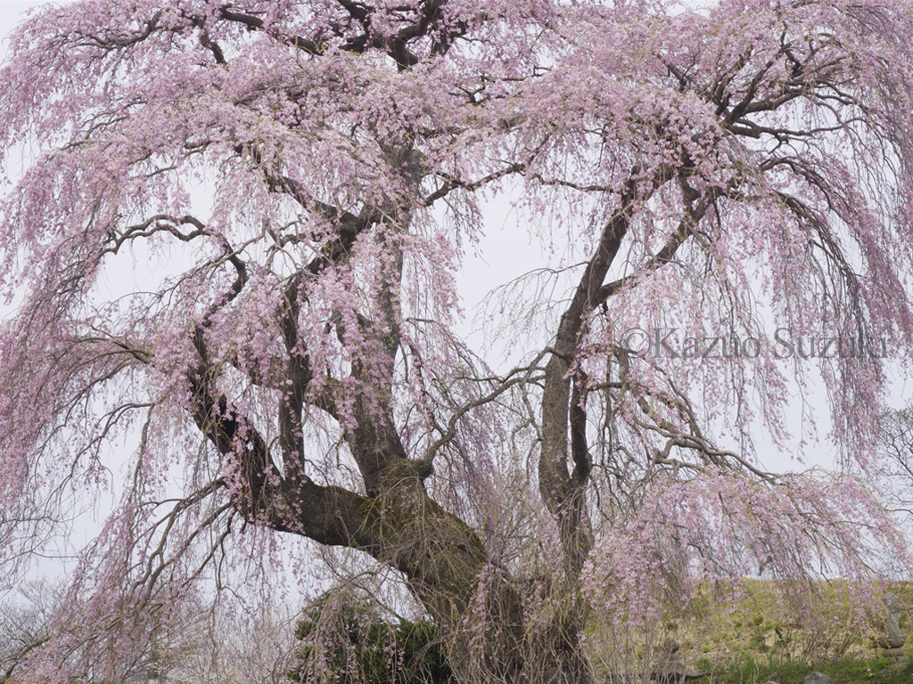 Hirosaki Park Cherry Blossoms II