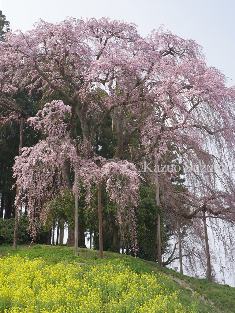 Yonai Water Plant Weeping Cherry