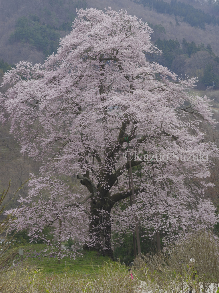 Nanashigure Great Wild Cherry