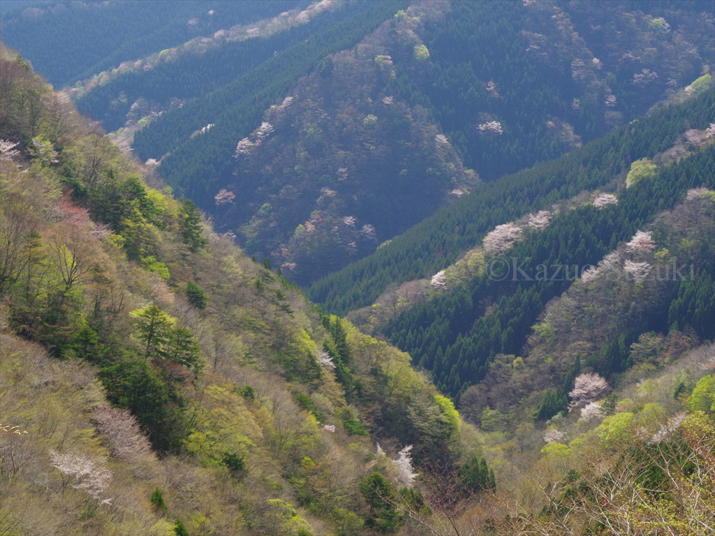 Yamataka Jindai-zakura