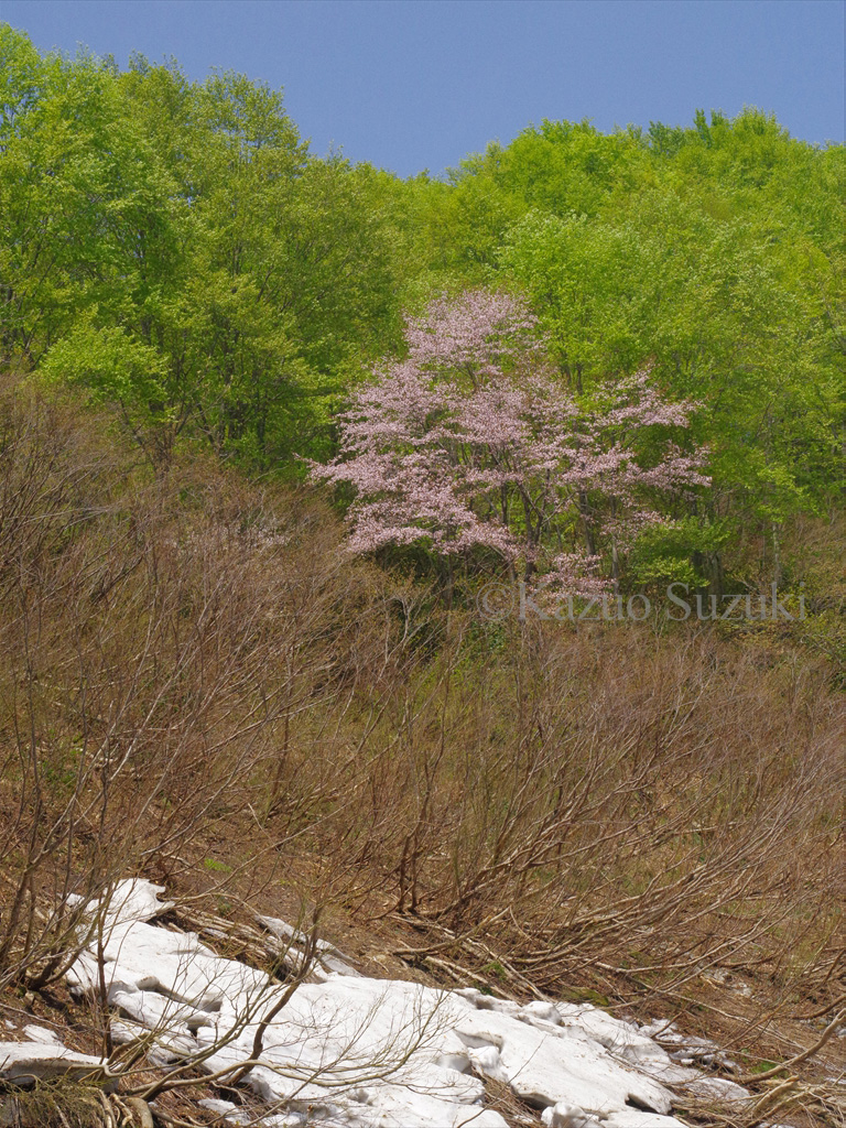 Iwaibara Cherry Blossoms