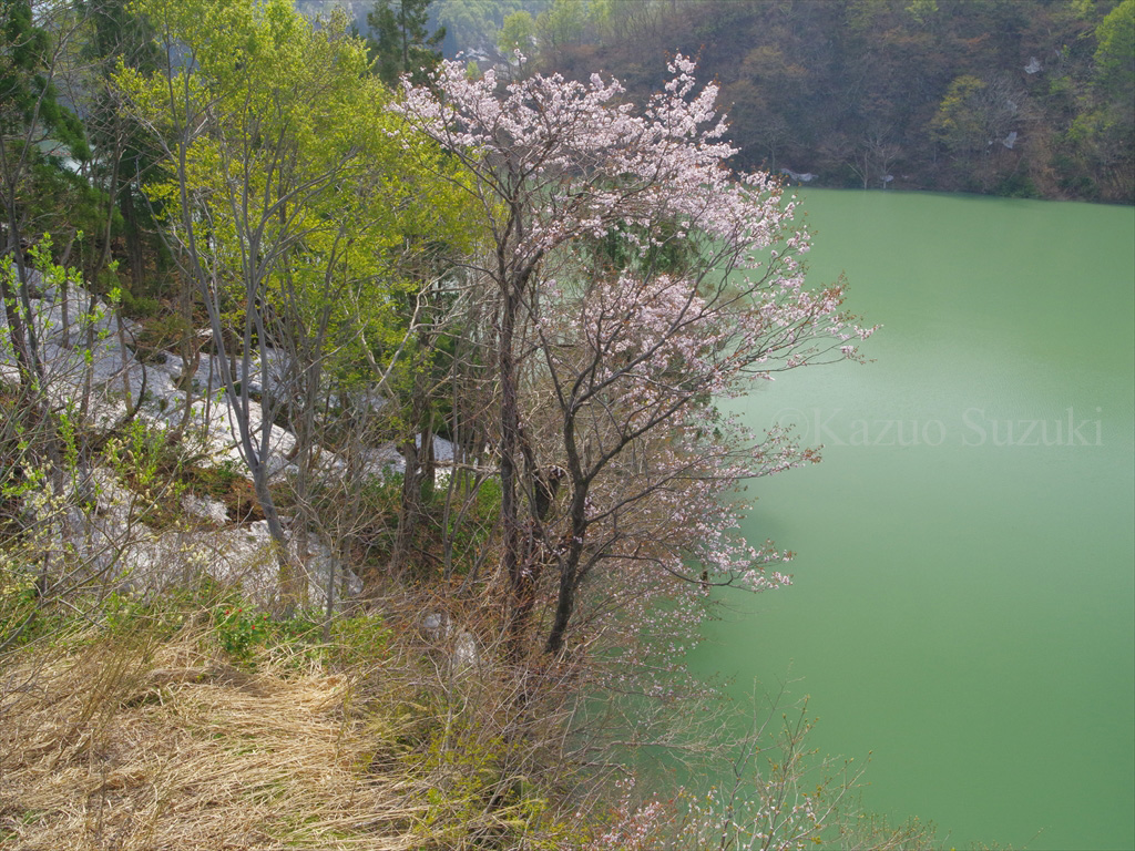 Nagasawa Weeping Cherry
