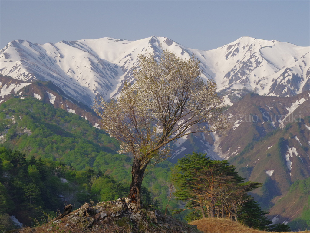 Moriyudani Edohigan Cherry