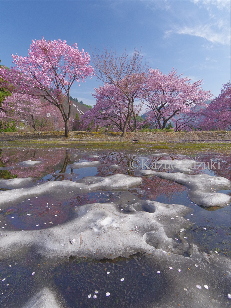 Jikyū-in Weeping Cherry