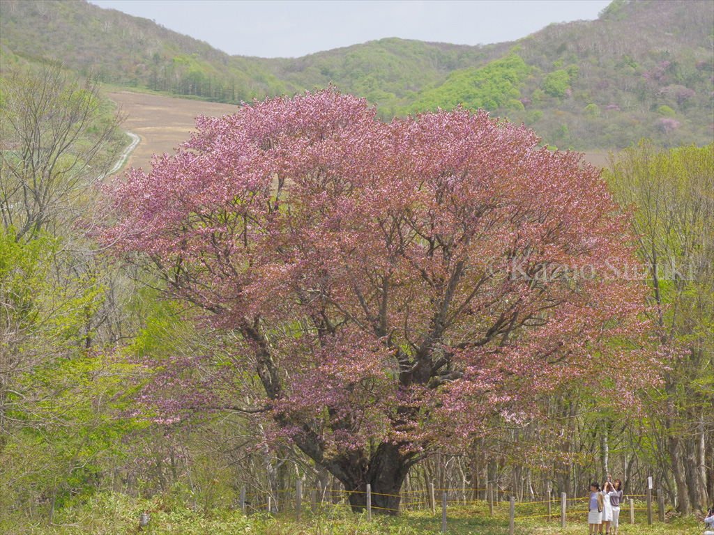 Mitarai Gorge Wild Cherry