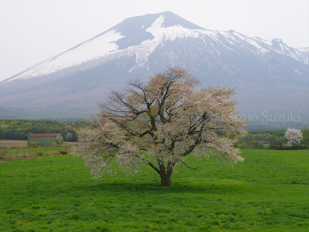 Gyojagaeshi Forest Road Wild Cherry