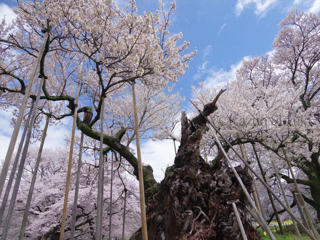 Gyojagaeshi Forest Road Wild Cherry II