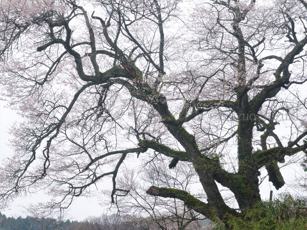 Nagaoka Cherry Blossoms