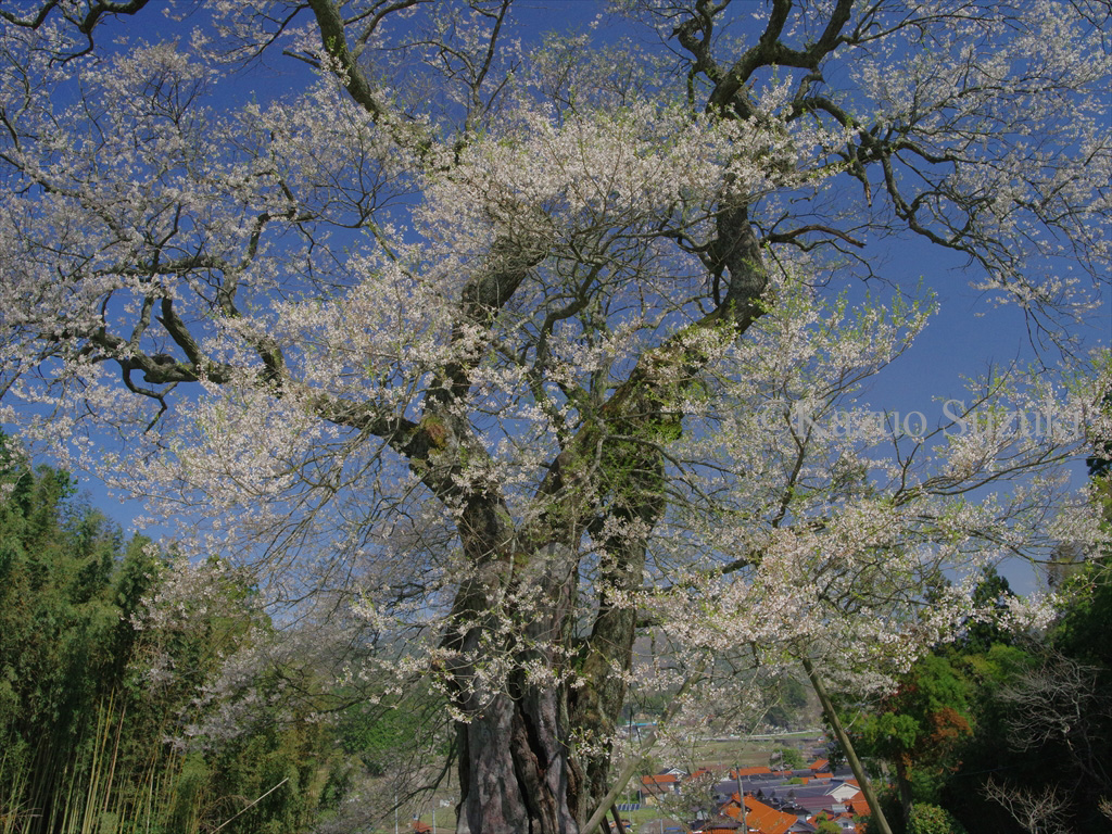 Oguni Cherry Blossoms