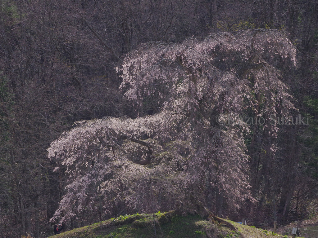 Oguni Cherry Blossoms II