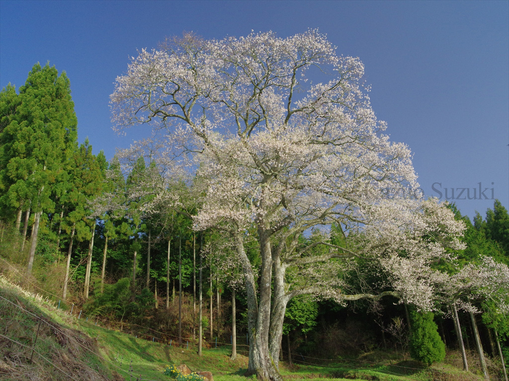 Oguni Cherry Blossoms III