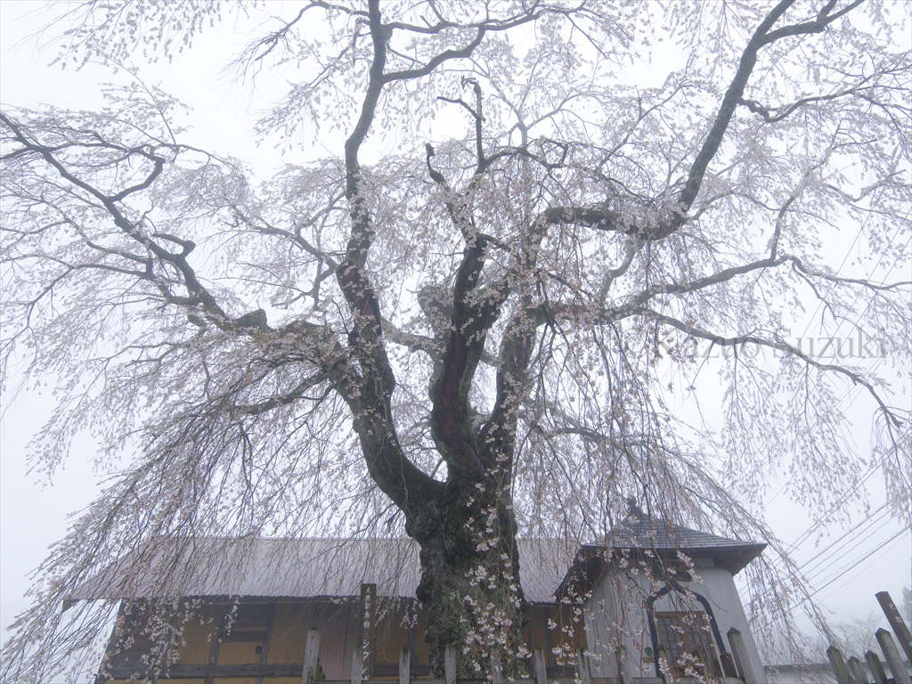 Oguni Cherry Blossoms IV