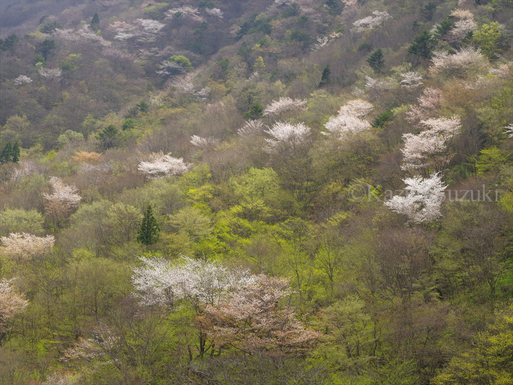 Oguni Cherry Blossoms V