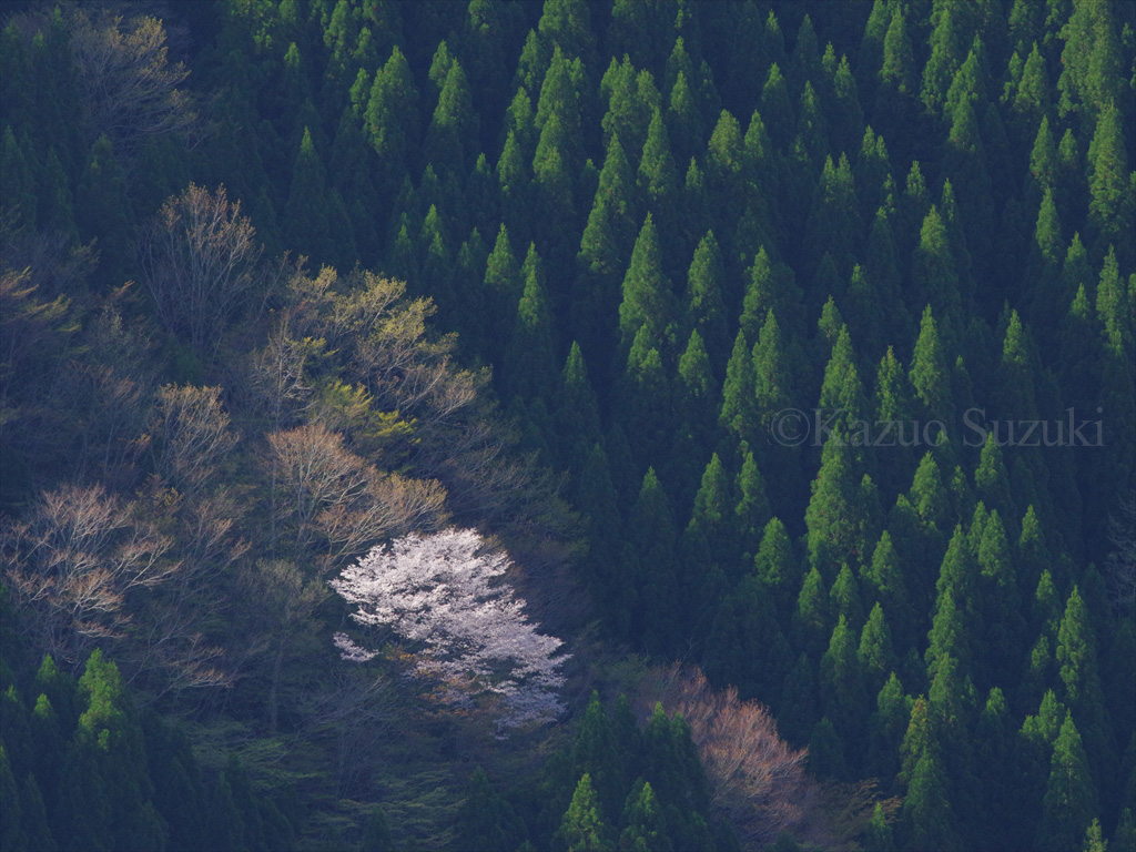 Nanashigure Great Wild Cherry