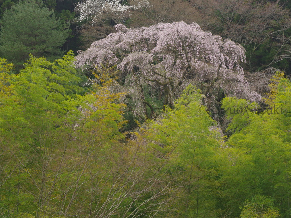 Moroyama Cherry Blossoms