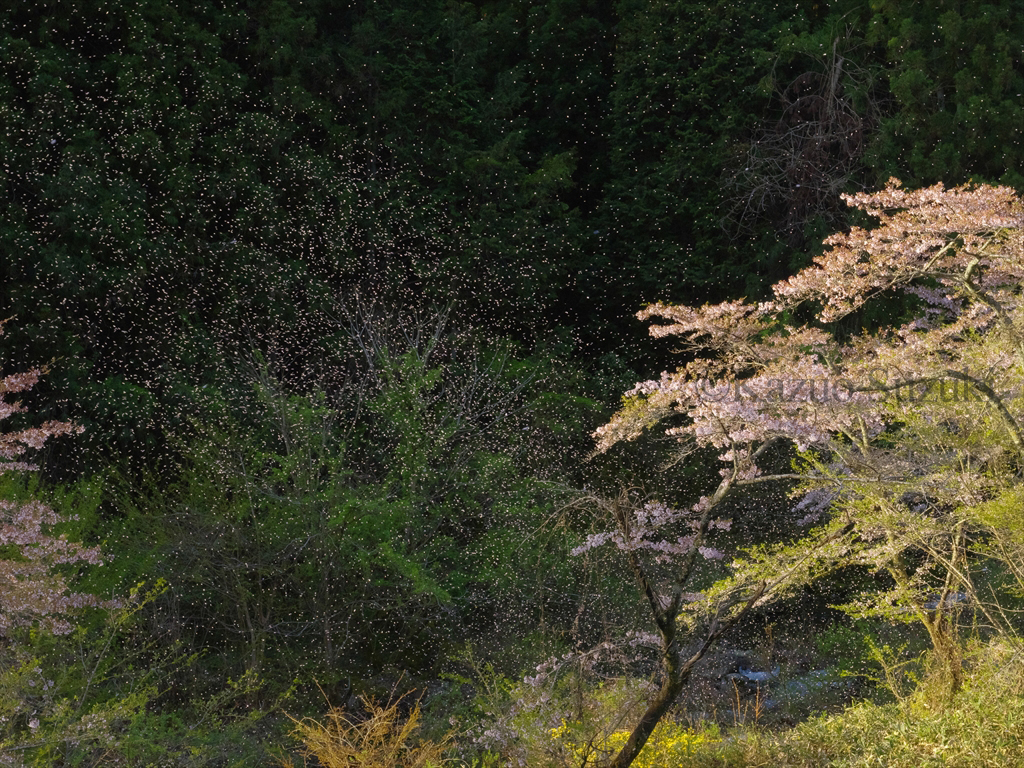 Mino Cherry Blossoms