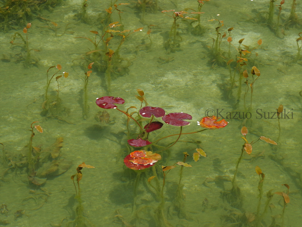 Seki Cherry Blossoms