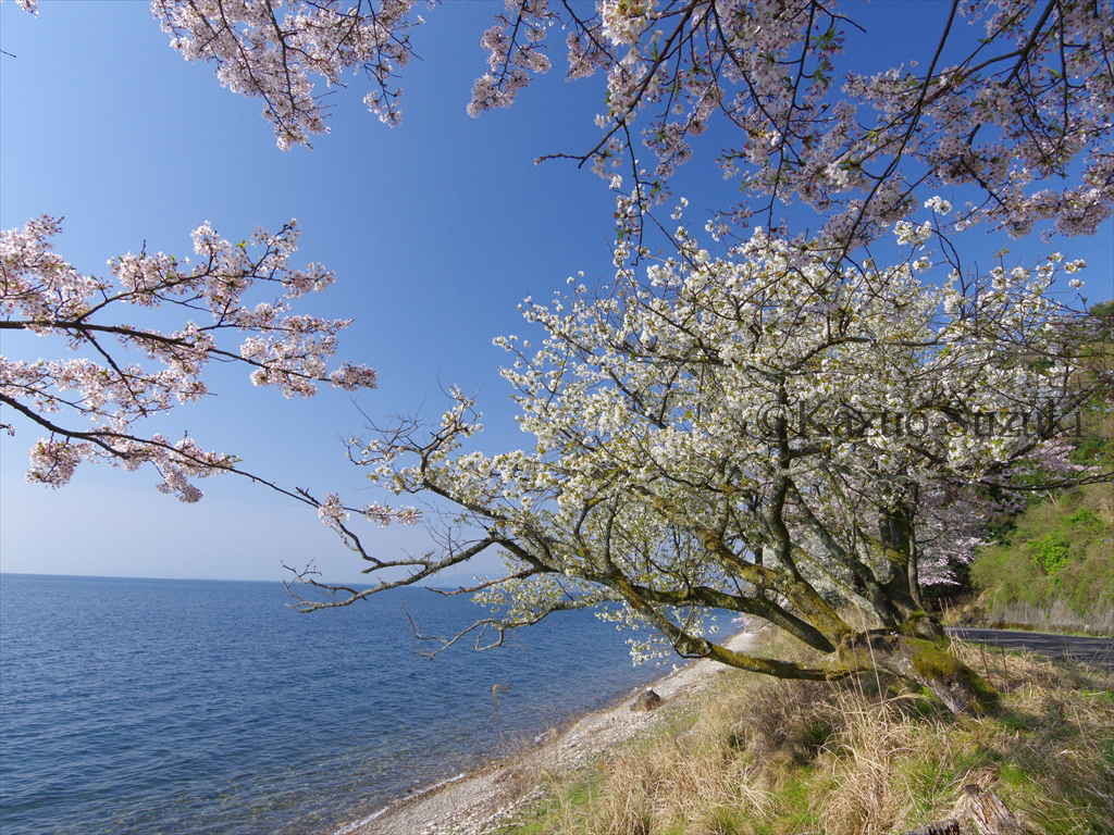 Takashima Cherry Blossoms