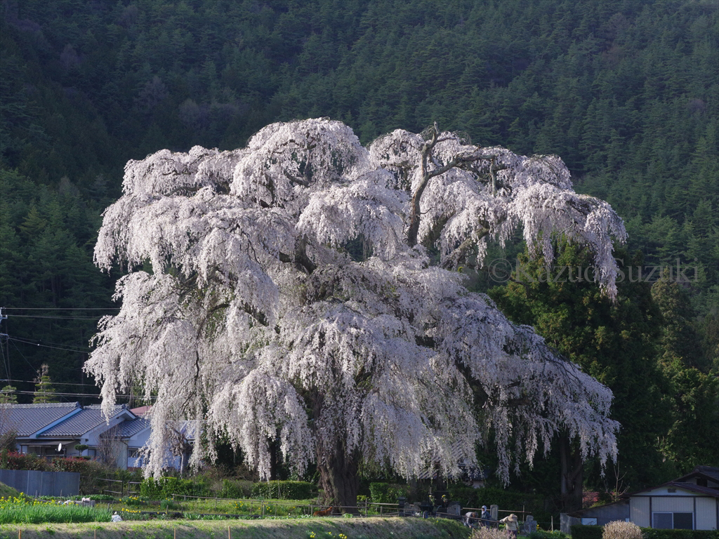 Kitaogura Weeping Cherry