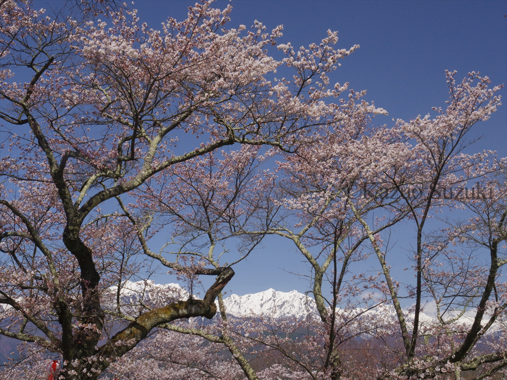 Omachi Park Cherry Blossoms