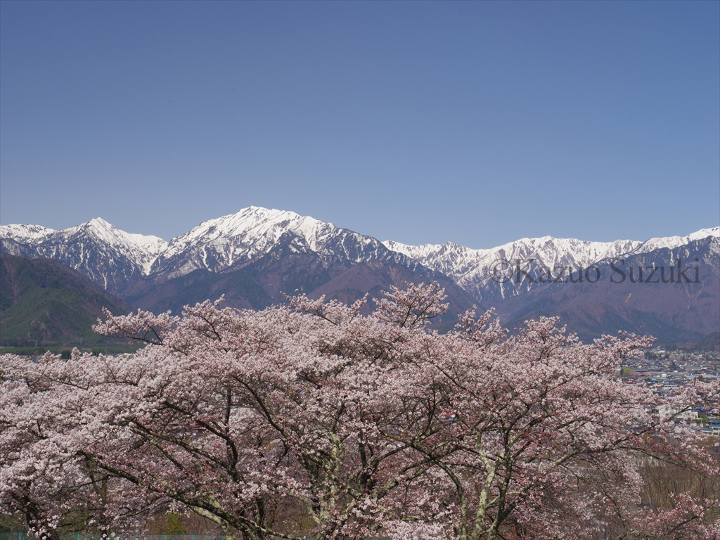 Omachi Cemetery Cherry Blossoms