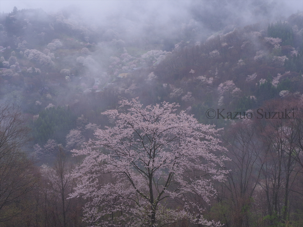 Rikugo Cherry Blossoms