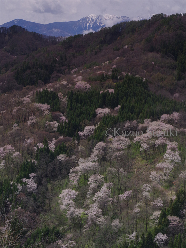 Rikugo Cherry Blossoms II