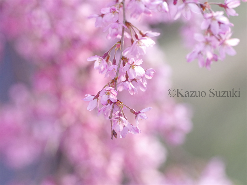 Ogawa Village Cherry Blossoms