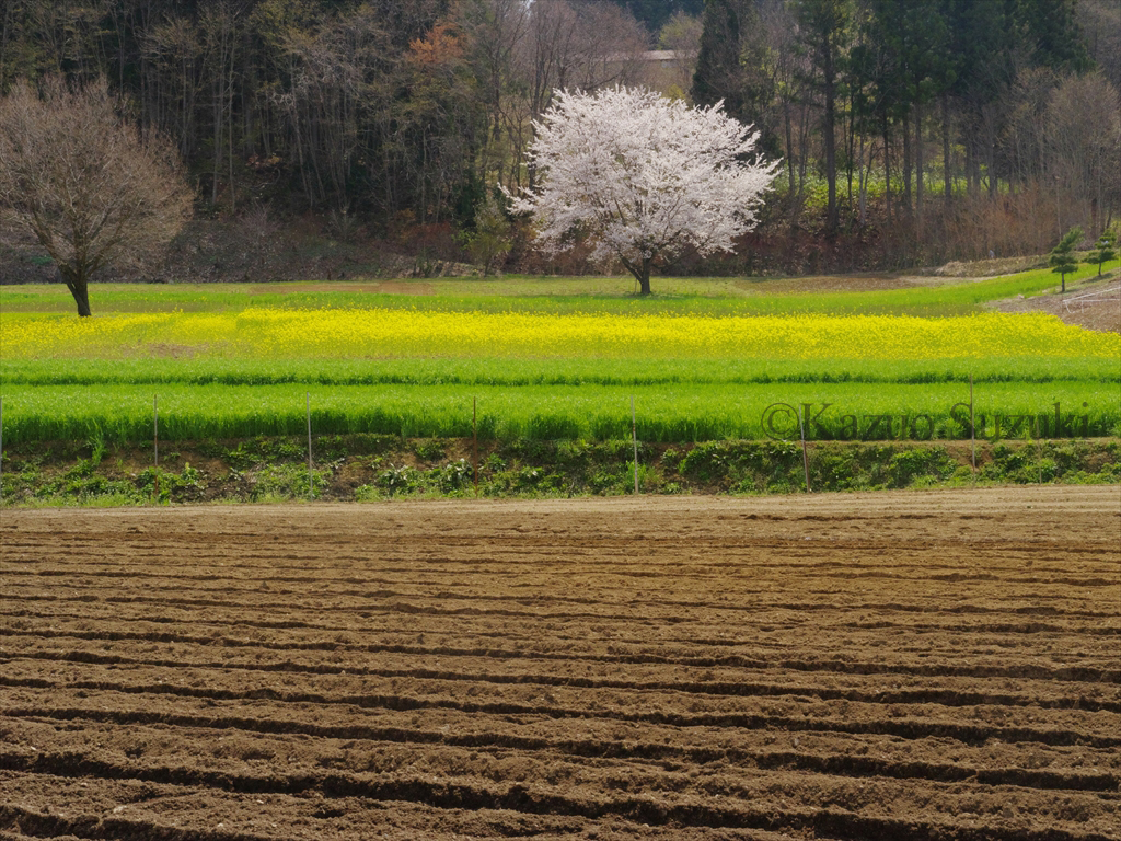 Ogawa Village Cherry Blossoms II